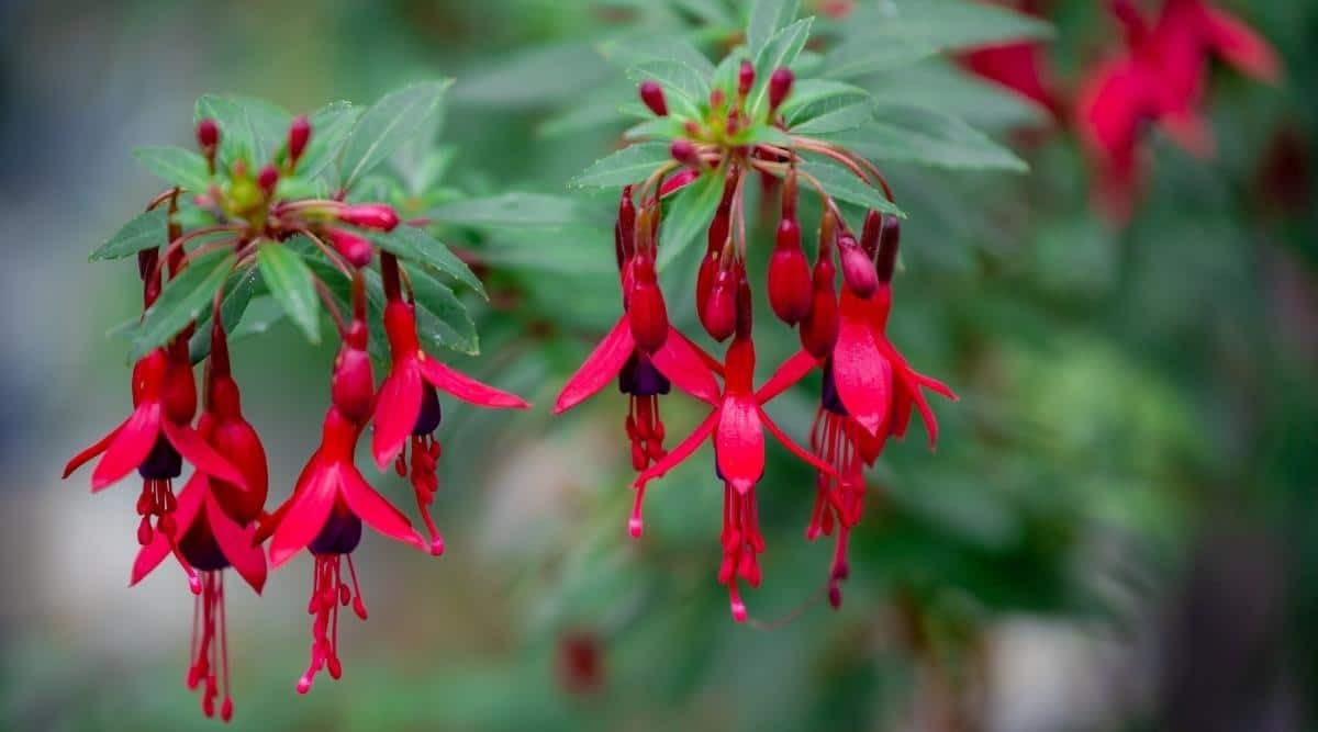 Kastanienrot Rot Fuchsie Blumensamen zur Aussaat Landhaus Garten wichtig Traditionssorte & ohne Gentechnik Samen Hausgarten