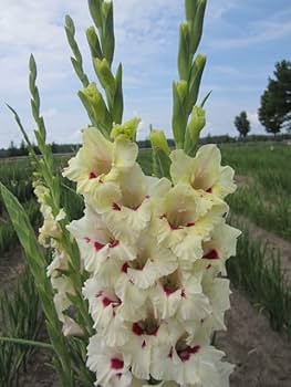 Creme Rosa Gladiole Blumensamen zur Aussaat duftend Blüten Traditionssorte & ohne Gentechnik Samen Hausgarten
