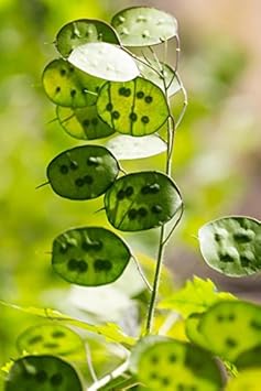 Grün lunaria blume samen for anpflanzung - premium quality, heirloom & gmo free samen for home garten
 
 sale for anpflanzung in home garten