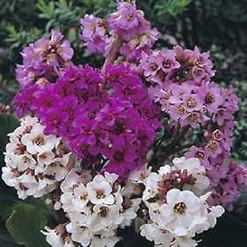 Mixed bergenia blume samen for anpflanzung - hardy variety, heirloom & gmo free samen for home garten
 
 sale for anpflanzung in home garten