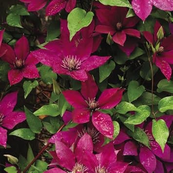 Deep lila clematis blume samen for anpflanzung - cottage garten essential, heirloom & gmo free samen for home garten
 
 sale for anpflanzung in home garten
