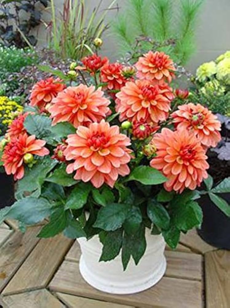 Dahlie Blumen Mini Bonsai Samen HausGarden