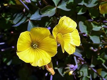 Gelb bermuda buttercup blume samen for anpflanzung - hardy variety, heirloom & gmo free samen for home garten
 
 sale for anpflanzung in home garten.