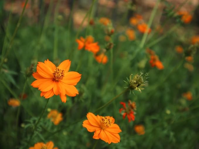 Cosmos Orange Sunshine Samen zur Aussaat Blume Beet