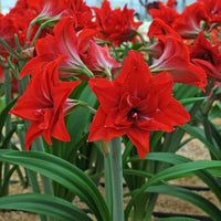 Hippeastrum Rutilum Blumensamen zur Aussaat – Anzucht – Traditionssorte & ohne Gentechnik Samen Hausgarten
