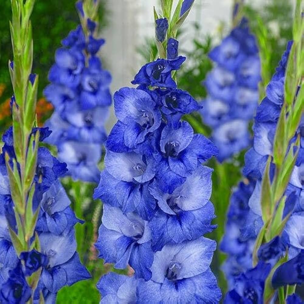 Blau Gladiole Blumensamen zur Aussaat Wildblume Mischung Traditionssorte & ohne Gentechnik Samen Hausgarten