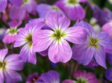 Evening broth matthiola samen for fragrant night blooms