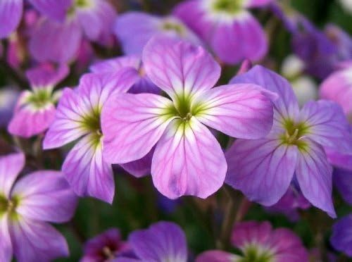 Evening broth matthiola samen for fragrant night blooms
