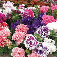 Petunie Samen leuchtend Garten Blüten