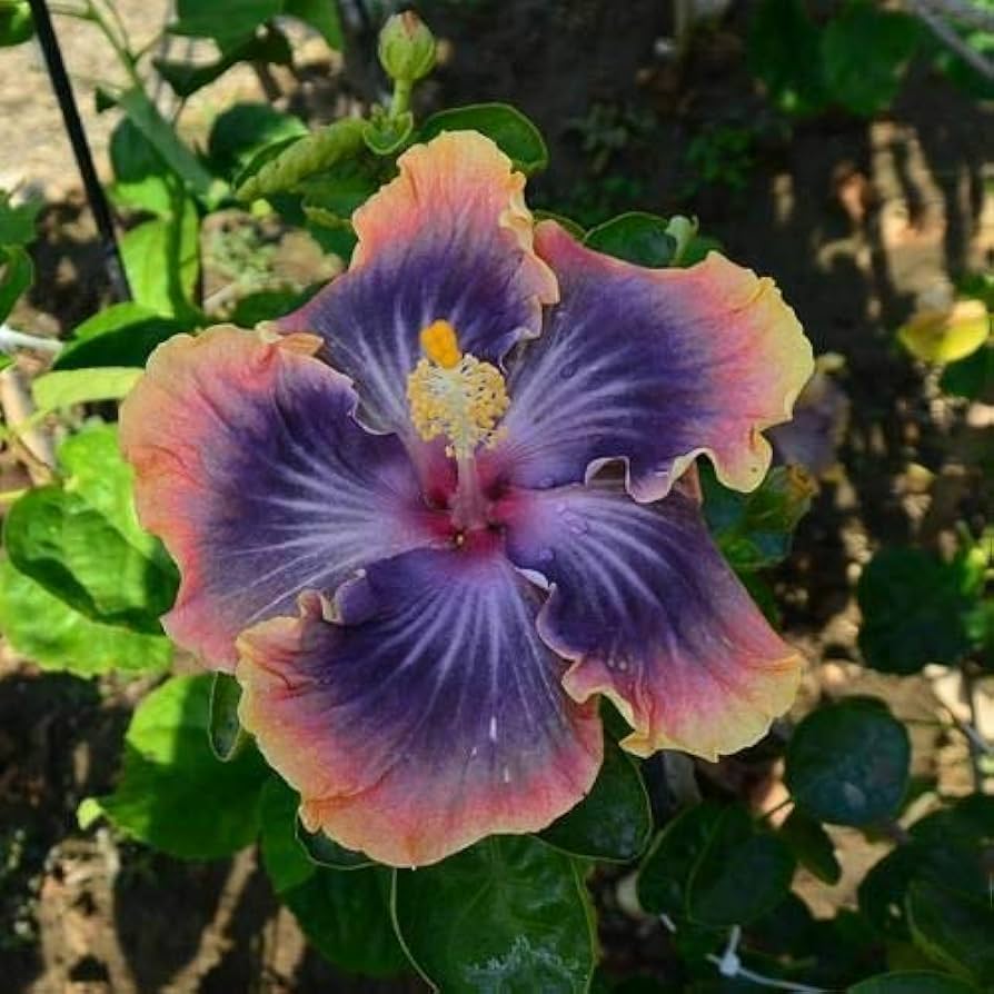 Blau Hibiskus Blumensamen zur Aussaat Halbschatten verträglich Traditionssorte & ohne Gentechnik Samen Hausgarten