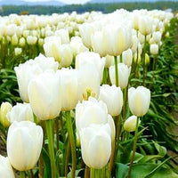hell Grey Tulpe Blumensamen zur Aussaat robust Sorte Traditionssorte & ohne Gentechnik Samen Hausgarten
