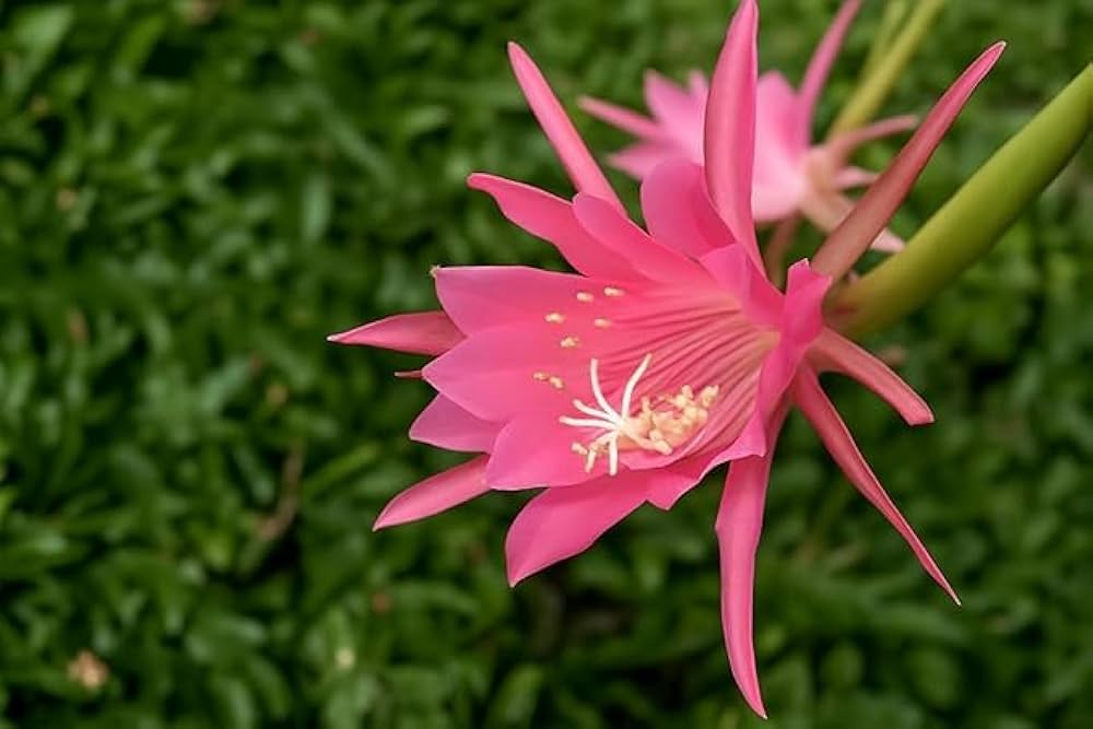 Rosa Epiphyllum Oxypetalum Blumensamen zur Aussaat – Garten beliebt – Traditionssorte & ohne Gentechnik Samen Hausgarten