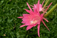Rosa Epiphyllum Oxypetalum Blumensamen zur Aussaat – Garten beliebt – Traditionssorte & ohne Gentechnik Samen Hausgarten