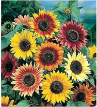 mehrfarbig Sonnenblume Samen zur Aussaat Drought verträglich Traditionssorte & ohne Gentechnik Samen Hausgarten
