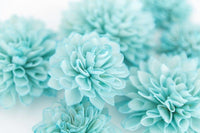 Sky blau weiß chrysanthemum blume samen for anpflanzung - wildflower mix, heirloom & gmo free samen for home garten
 
 sale samen for anpflanzung in home garten