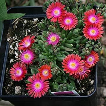 leuchtend Rot Ice Pflanze Samen zur Aussaat Hausgarten Blume Beet