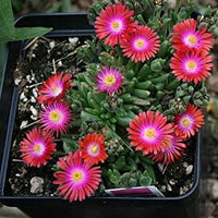 leuchtend Rot Ice Pflanze Samen zur Aussaat Hausgarten Blume Beet