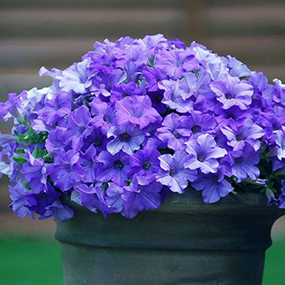 Pelletized Logro Floribunda Blau Petunie Samen leuchtend Garten Blüten