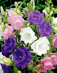 Bells Mischung Blume Samen zur Aussaat farbenfroh Gärten