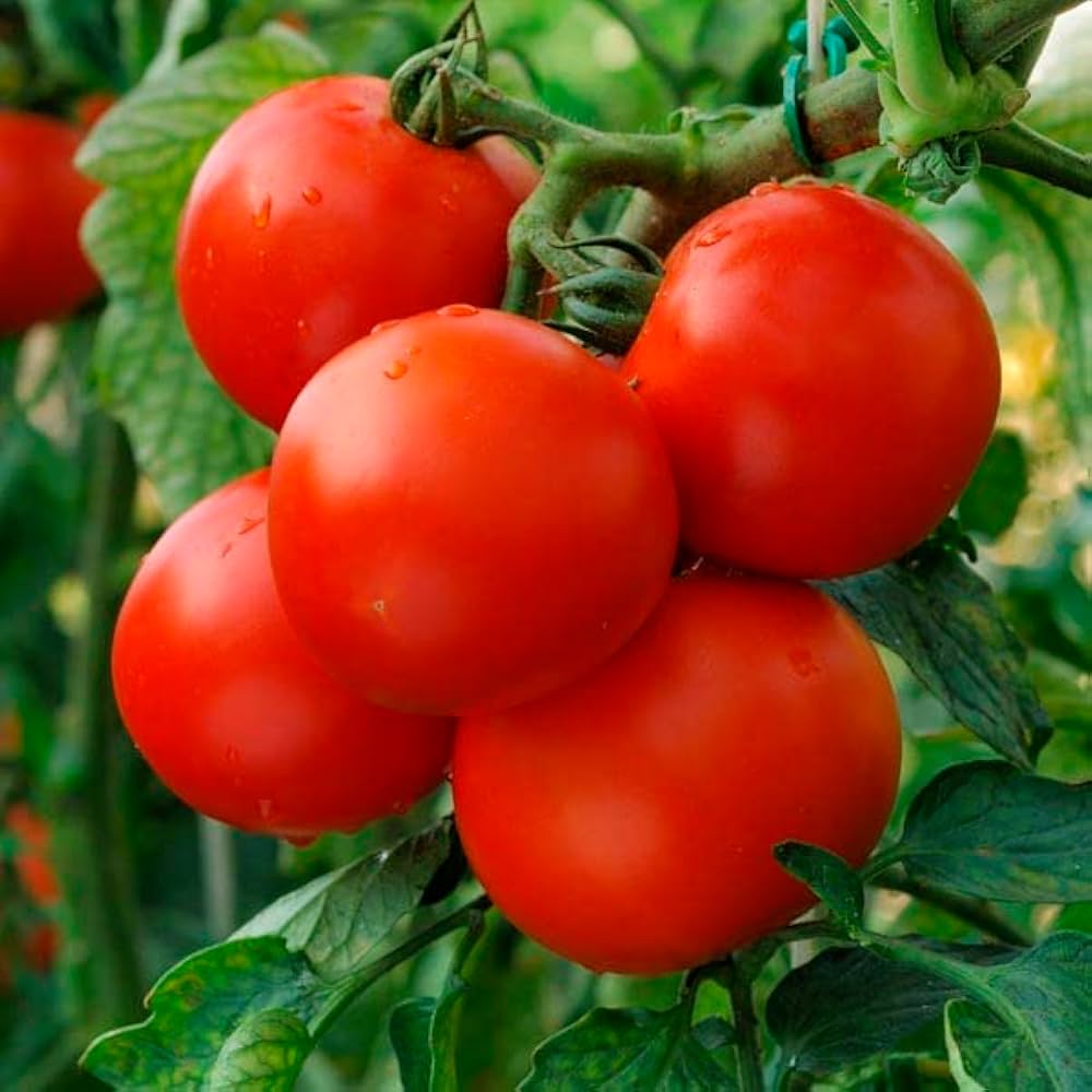 Tomate Gemüsesamen Solanum lycopersicum zum Pflanzen in Gemüse Patch