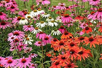 Mixed coneflower samen for anpflanzung - low maintenance, heirloom & gmo free samen for home garten
 
 sale for anpflanzung in home garten.