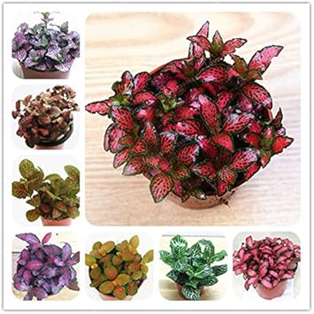 Multi-colour fittonia blume samen for anpflanzung - sun loving, heirloom & gmo free samen for home garten
 
 sale samen for home garten