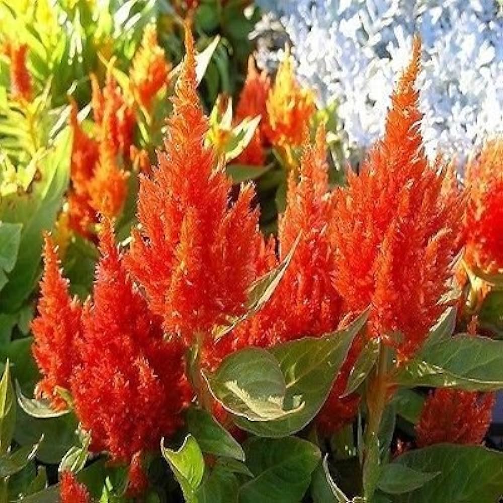 Scarlet Blume Ipomoea hederifolia Samen zur Aussaat Blume Beet und Garten