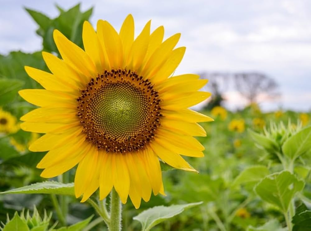 Mini Sonnenblume Helianthus annuus Samen zur Aussaat Blume Beet und Garten