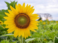 Mini Sonnenblume Helianthus annuus Samen zur Aussaat Blume Beet und Garten