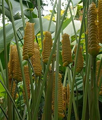 Gelb calathea crotalifera blume samen for anpflanzung - sun loving, heirloom & gmo free samen for home garten
 
 sale for anpflanzung in home garten.