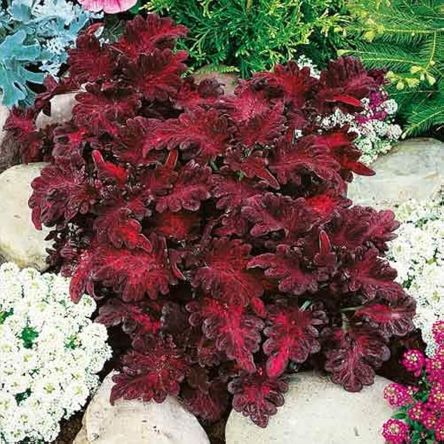Rainbow Dragon Buntnessel Buntnessel blumei Samen zur Aussaat Container Garten
