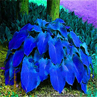 Blau Caladium Bicolor Blumensamen zur Aussaat – kompakt Wuchs Traditionssorte & ohne Gentechnik Samen Hausgarten