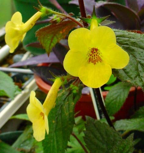 hell Gelb Gloxinie Blumensamen – Schnitt Blume beliebt Traditionssorte & ohne Gentechnik Hausgarten