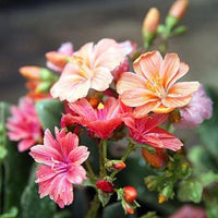 Strain Blumensamen – Various Species zur Aussaat Blume Beet