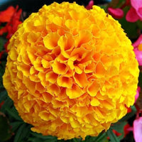 African Studentenblume Tagetes Samen – leuchtend Orange-Gelb Blume Mischung