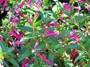 Cuphea ignea rose for anpflanzung in blume bed