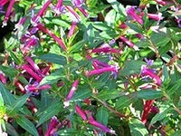 Cuphea ignea rose for anpflanzung in blume bed