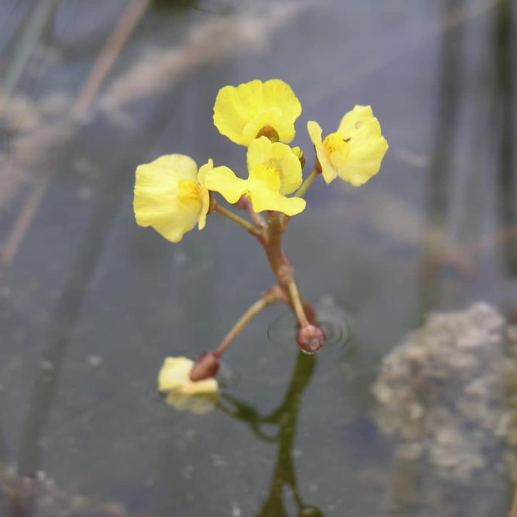 Bladderwort Blumensamen zur Aussaat Anzucht einzigartig Aquatic Blüten