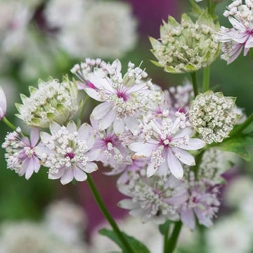 Astrantia Star Umbel Blumensamen – Bonsai or Garten Schau