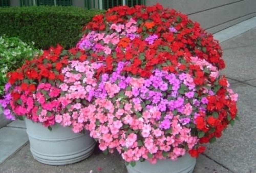 Impatiens Impreza Rot Samen zur Aussaat ausdrucksstark Halbschatten Gartenblumen
