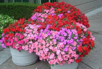 Impatiens Impreza Rot Samen zur Aussaat ausdrucksstark Halbschatten Gartenblumen