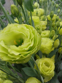 Light grün lisianthus blume samen for anpflanzung - low maintenance, heirloom & gmo free samen for home garten
 
 sale for anpflanzung in home garten