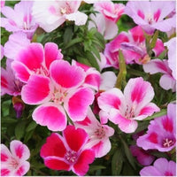 Rosa Weiß Clarkia Blumensamen zur Aussaat – Halbschatten verträglich – Traditionssorte & ohne Gentechnik Samen Hausgarten