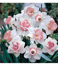 Narciso Blumensamen zur Aussaat – hochwertige Qualitäts- – Traditionssorte & ohne Gentechnik Samen Hausgarten