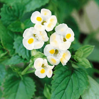 Torenia Semi Kauai Lemon Drop Samen