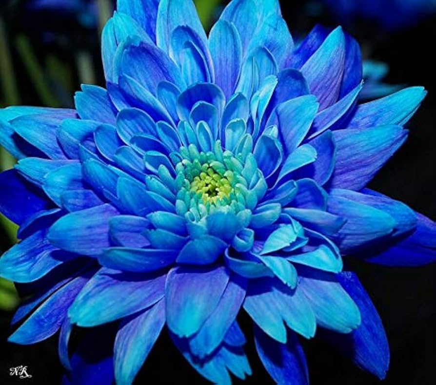 Dahlie Himmelblau Blumensamen zur Aussaat – duftend Blüten – Traditionssorte & ohne Gentechnik Samen Hausgarten
