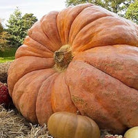 Riesige wallace whoppers pumpkin samen für aussaat gemüse samen