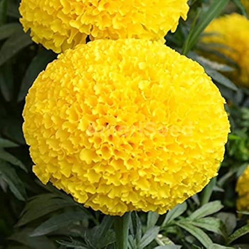 Helenium Hoopesi Golden Samen zur Aussaat Blume Beet