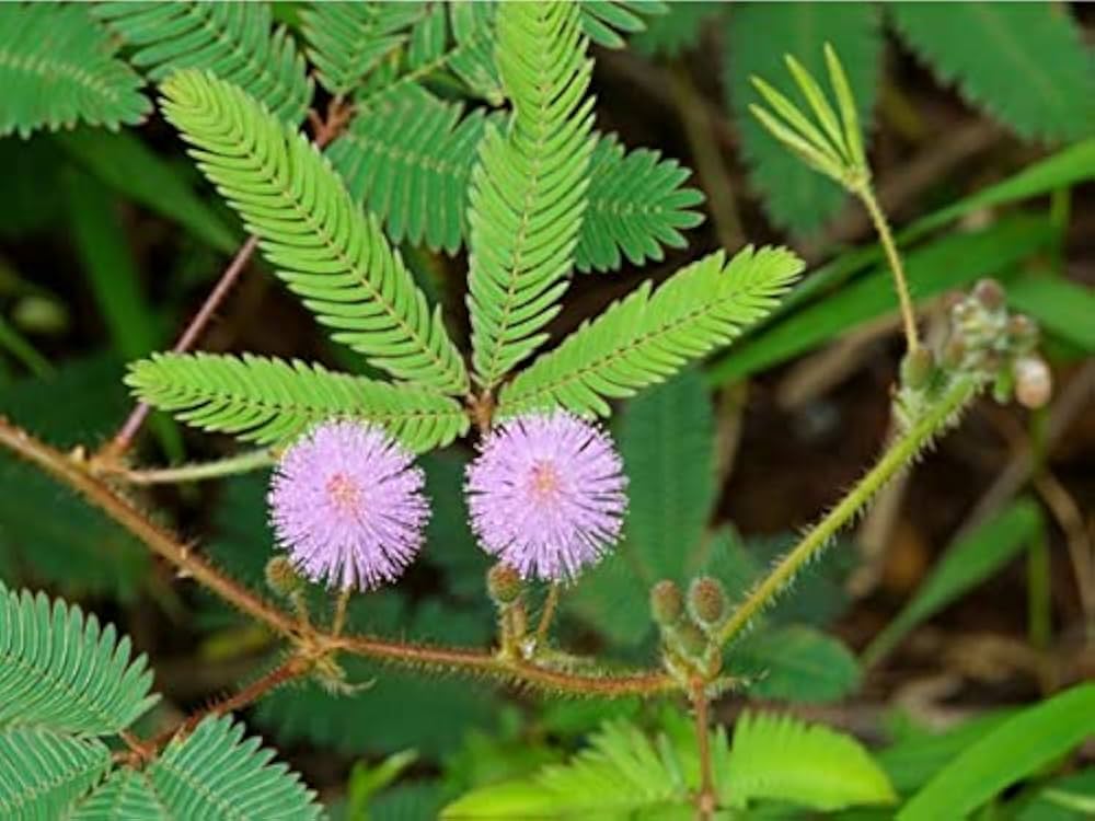 Mimosa Pudica Blumensamen zur Aussaat – duftend Blüten – Traditionssorte & ohne Gentechnik Samen Hausgarten