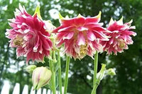 Nora Barlow Columbine Samen elegant – gefüllt Blüten